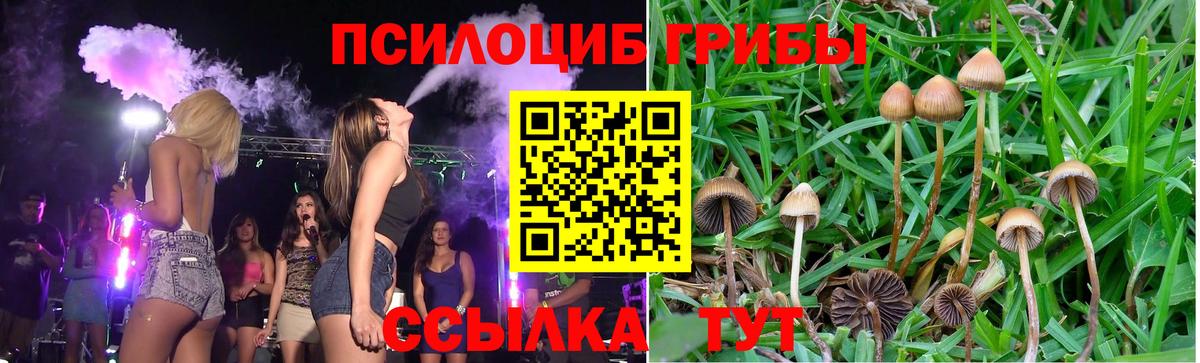 где купить наркоту  Вход с VPN  Сунжа  Псилоцибиновые грибы Psilocybine cubensis 